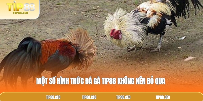 Một số hình thức đá gà TIP88 không nên bỏ qua