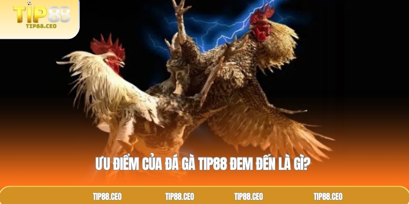 Ưu điểm của đá gà TIP88 đem đến là gì?